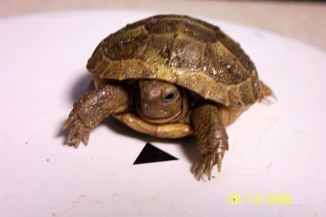 Being weighed