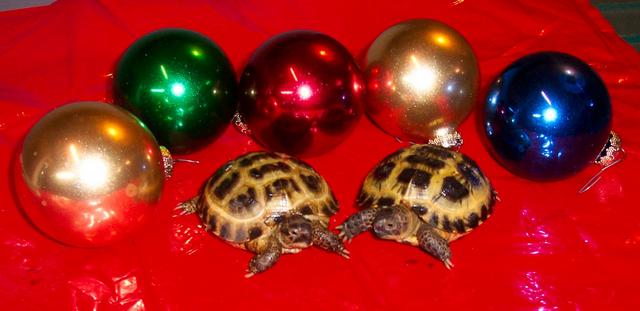 Christmas torts1