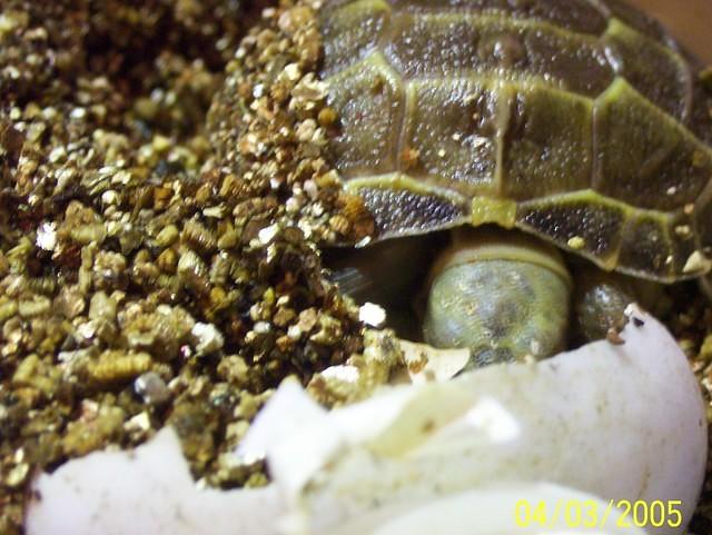Hatchling 2 wants to go back in