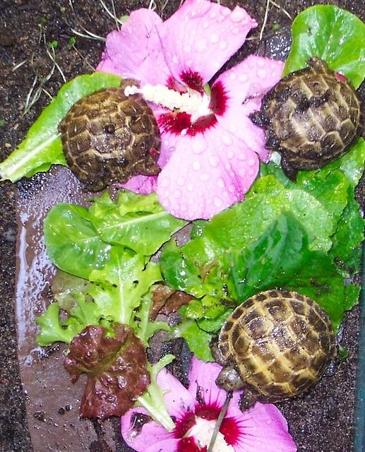 Three little RT hatchlings