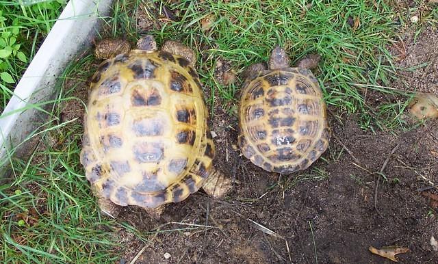 Female left Male right