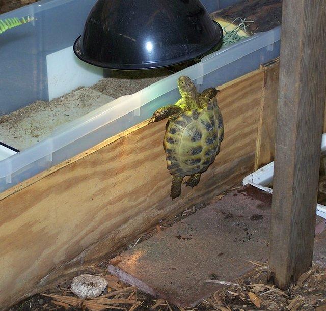Hey whatcha got over there