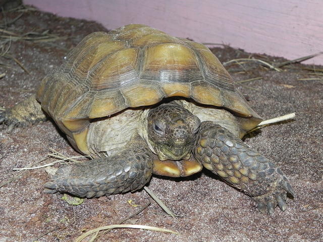 Desert tortoise