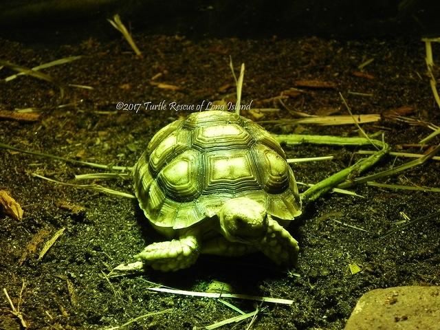 Little Sulcata November 2017
