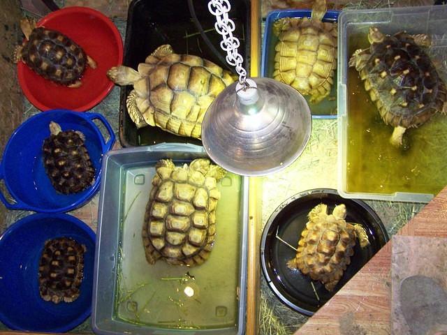 Sulcata soaking