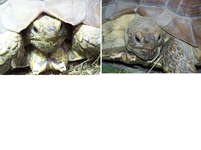 Sulcata underbite before and after trim