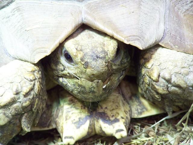 Sulcata underbite close up