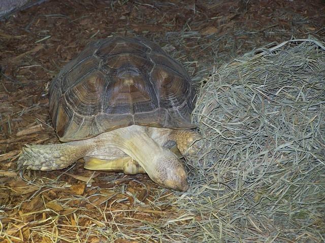 Working through a pile of Orchard grass hay