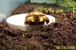 Hatchling #3 What a face