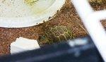RT hatchling eating cuttlebone2