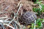 RT hatchling eating sedum1