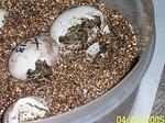 RT hatchlings 2 3