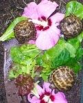 Three little RT hatchlings