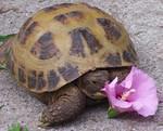 Russian tortoises