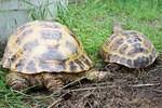 Bertha F left Macs M right