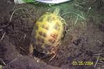 Bertha digging nest