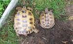 Female left Male right