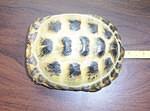 Larger tort from Adrienne