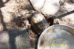 Orchard amp Bertha laying eggs 005
