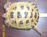 Smaller tort from Adrienne