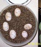 Tweedy amp Piglet eggs