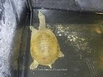 Aquatic Turtles