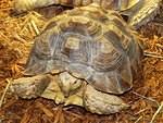 Cecil before beak trim