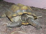 Desert tortoise