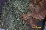 Devouring some Orchard hay