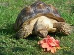 Fred never ate that bloom 