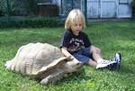 Gregory Sulcata Sept 2010 c