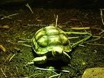 Little Sulcata November 2017