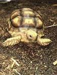 Sulcata Dec 2017