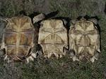 Sulcata Gender - Left Male Center Female Right Female