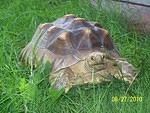 Sulcata June 2010