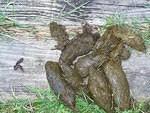 Sulcata Poop
