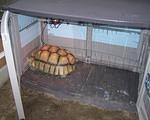 Sulcata shed