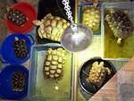 Sulcata soaking