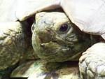 Sulcata underbite close up 2