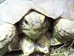 Sulcata underbite close up