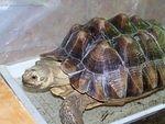 Tortie