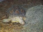 Working through a pile of Orchard grass hay