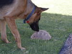 Tortoise 9-2007 005 001