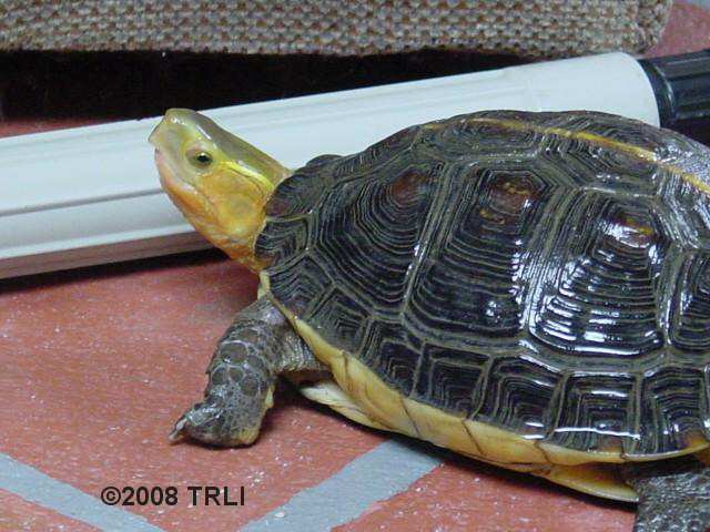 Chinese box turtle