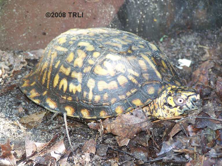 Eastern Box Turtle