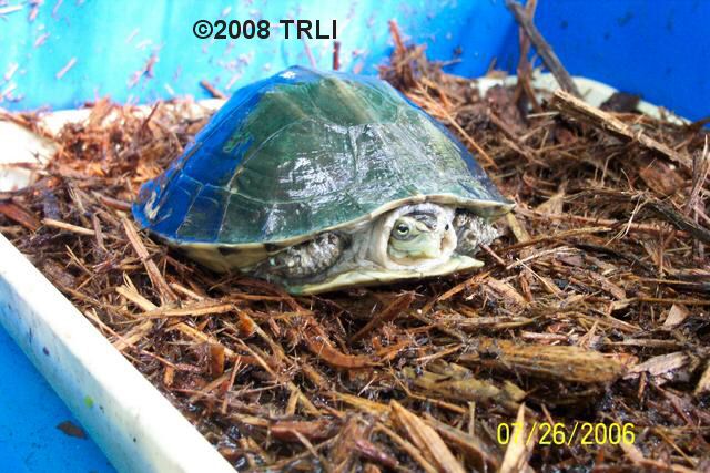 Malayan box turtle