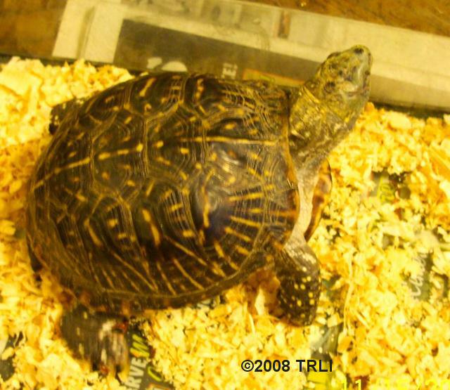 Ornate box turtle