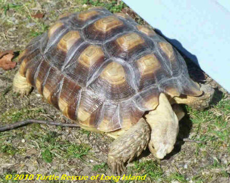 Sulcata basking
