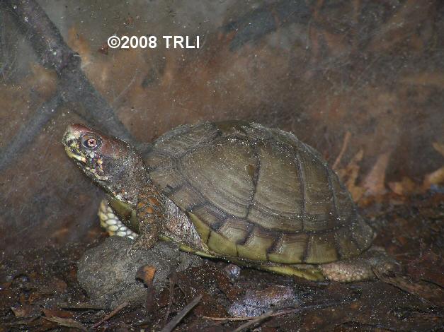 three toed box turtle