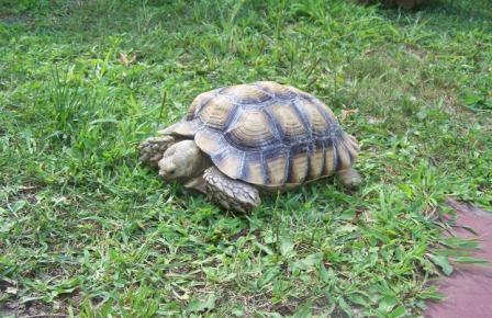 Sulcata
                              grazing